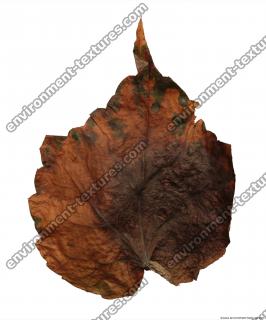 Leaves Dead 0042